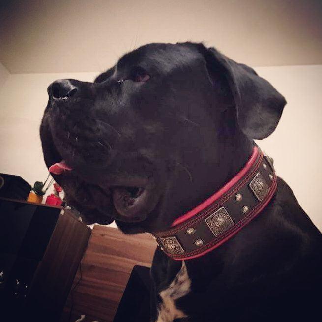 The "Eros" Dog Collar 2.5-inch Wide. Black & Red