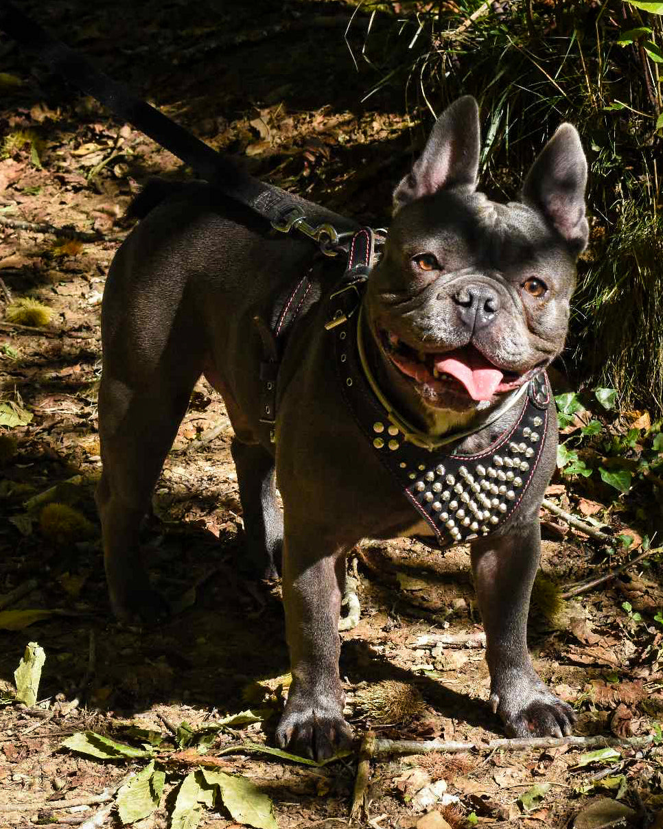 "Frenchie" Studded Leather Dog Harness for Small to Medium Breeds
