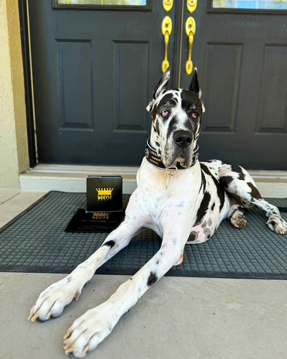 "Atlantis" Dog Collar