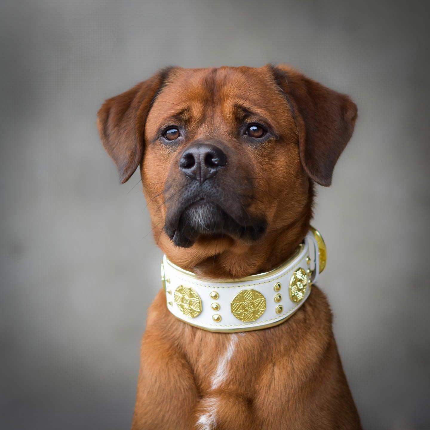 The "Maximus" Dog Collar 2.5-inch Wide. White & Gold