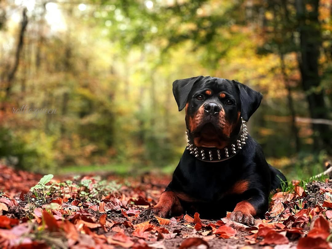 The "Gold Giant" Dog Collar