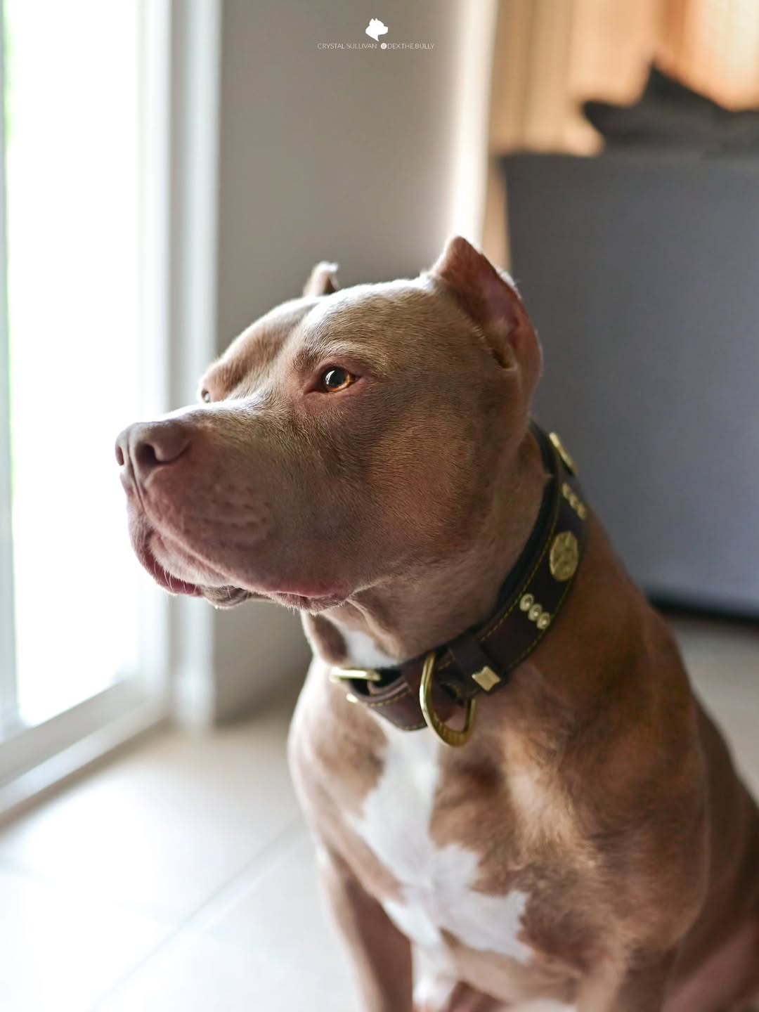 The "Maximus" Collar 2.5-inch Wide. Brown & Gold