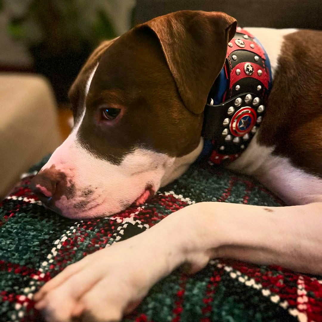 ''Captain America'' Dog Collar