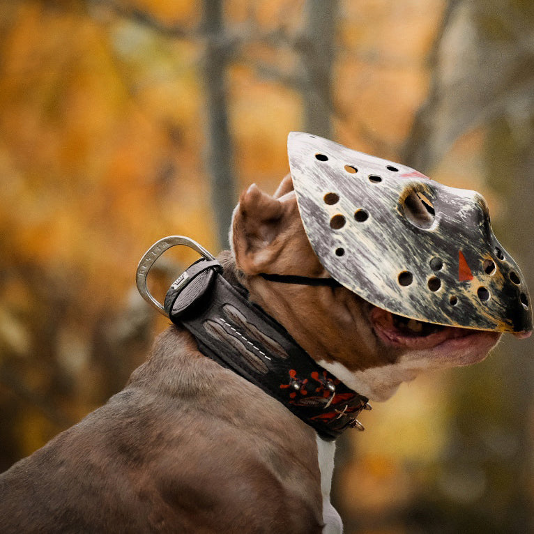 The "Haunted" Dog Collar LIMITED