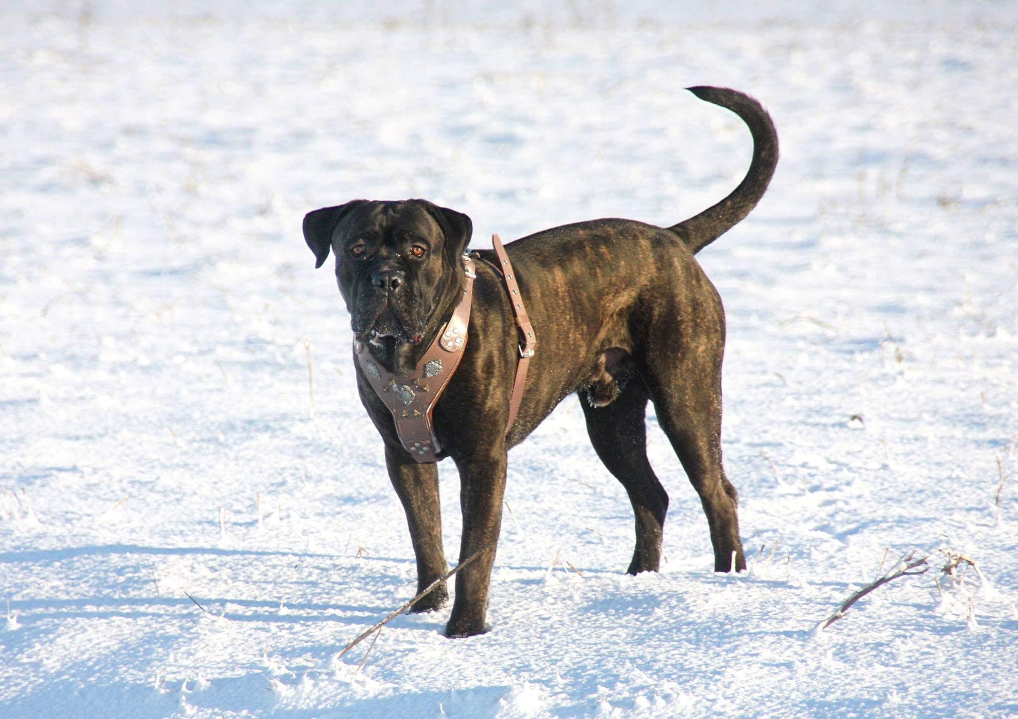 The "Aztec" Dog Harness. Grey