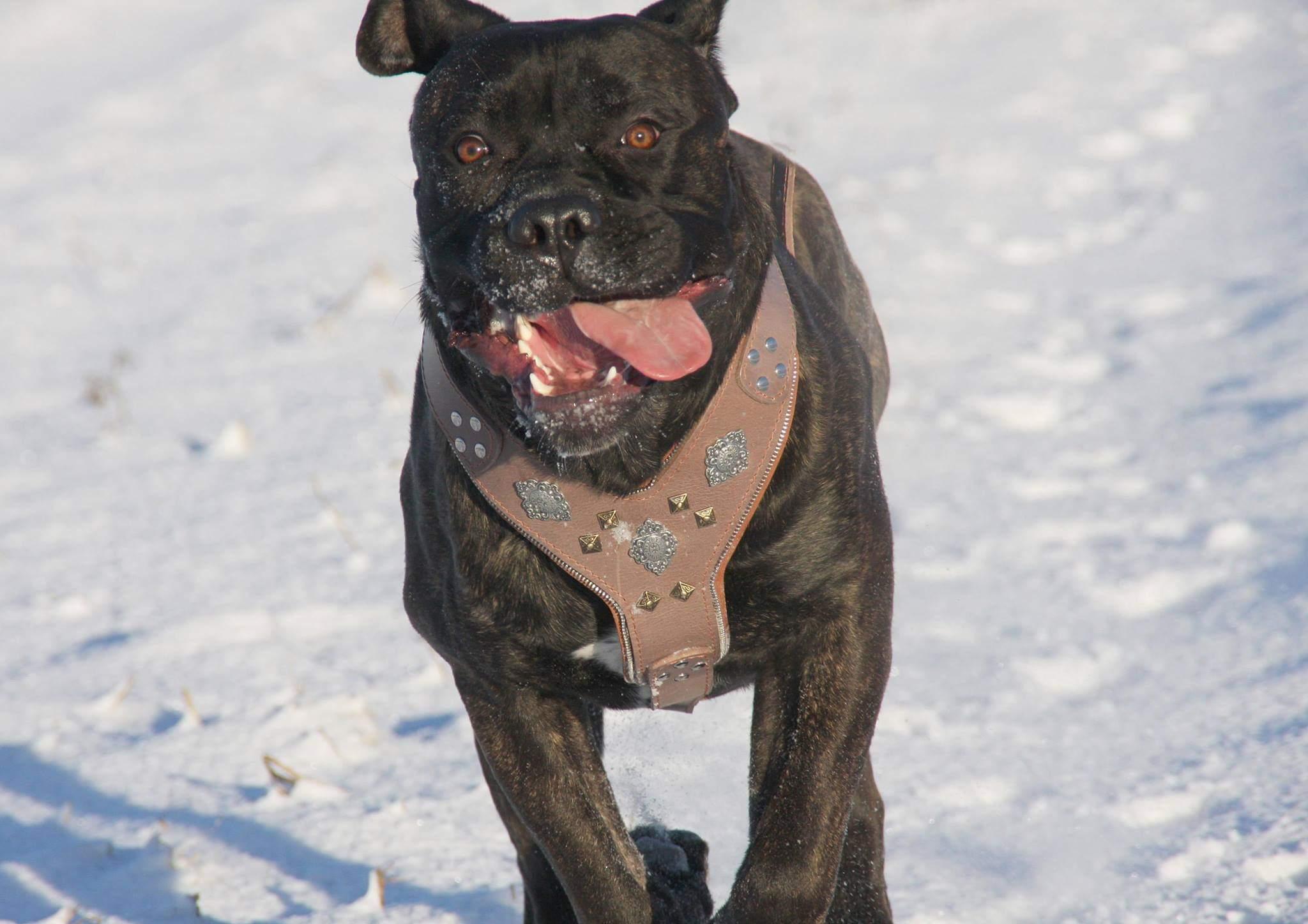 The "Aztec" Dog Harness. Grey