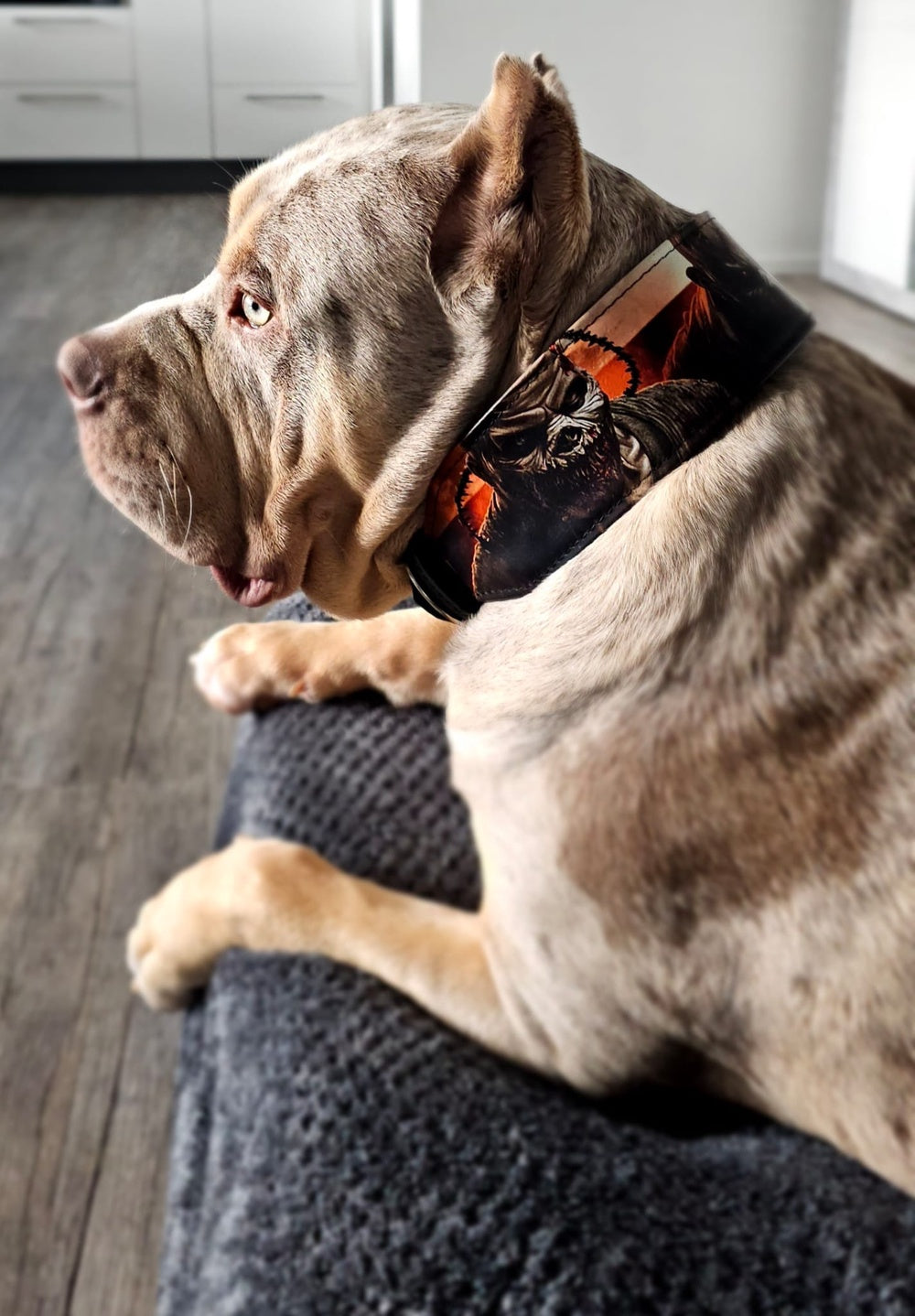 The "Scare" Dog Collar Limited