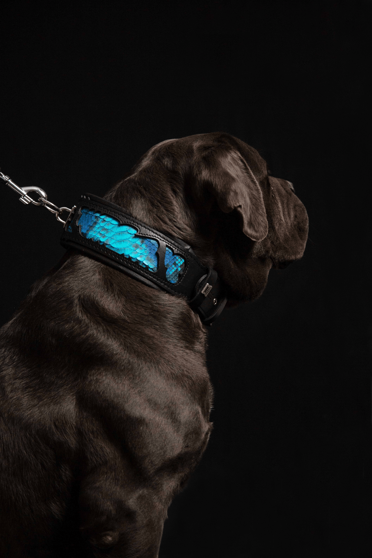 The "Morelia Python" Dog Collar