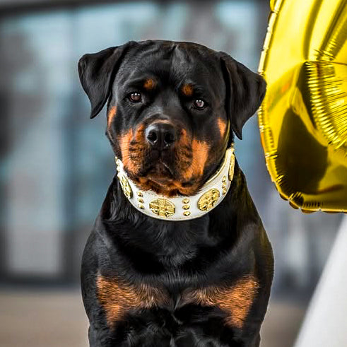 The "Maximus" Dog Collar 2.5-inch Wide. White & Gold