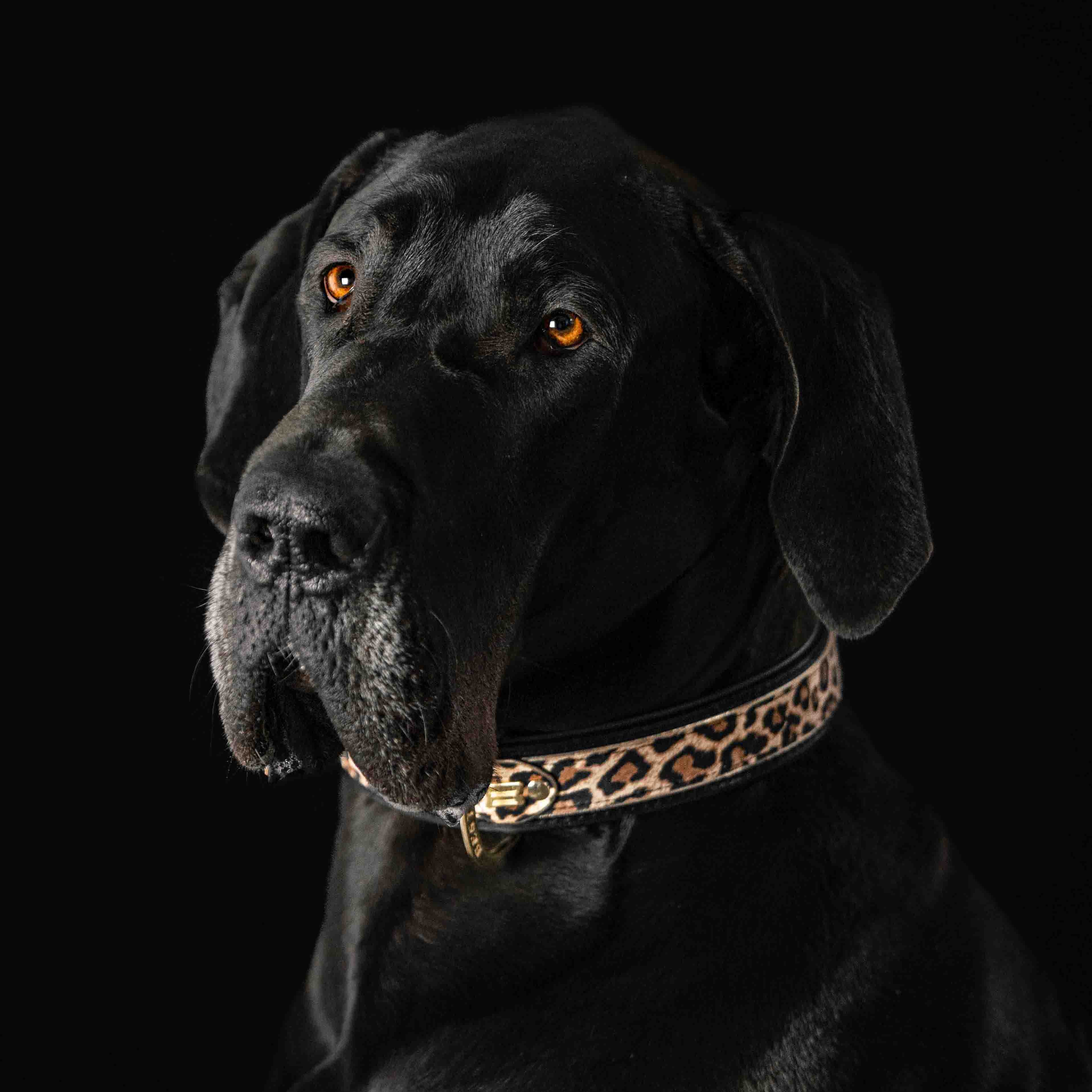 The "Leopard" Dog Collar