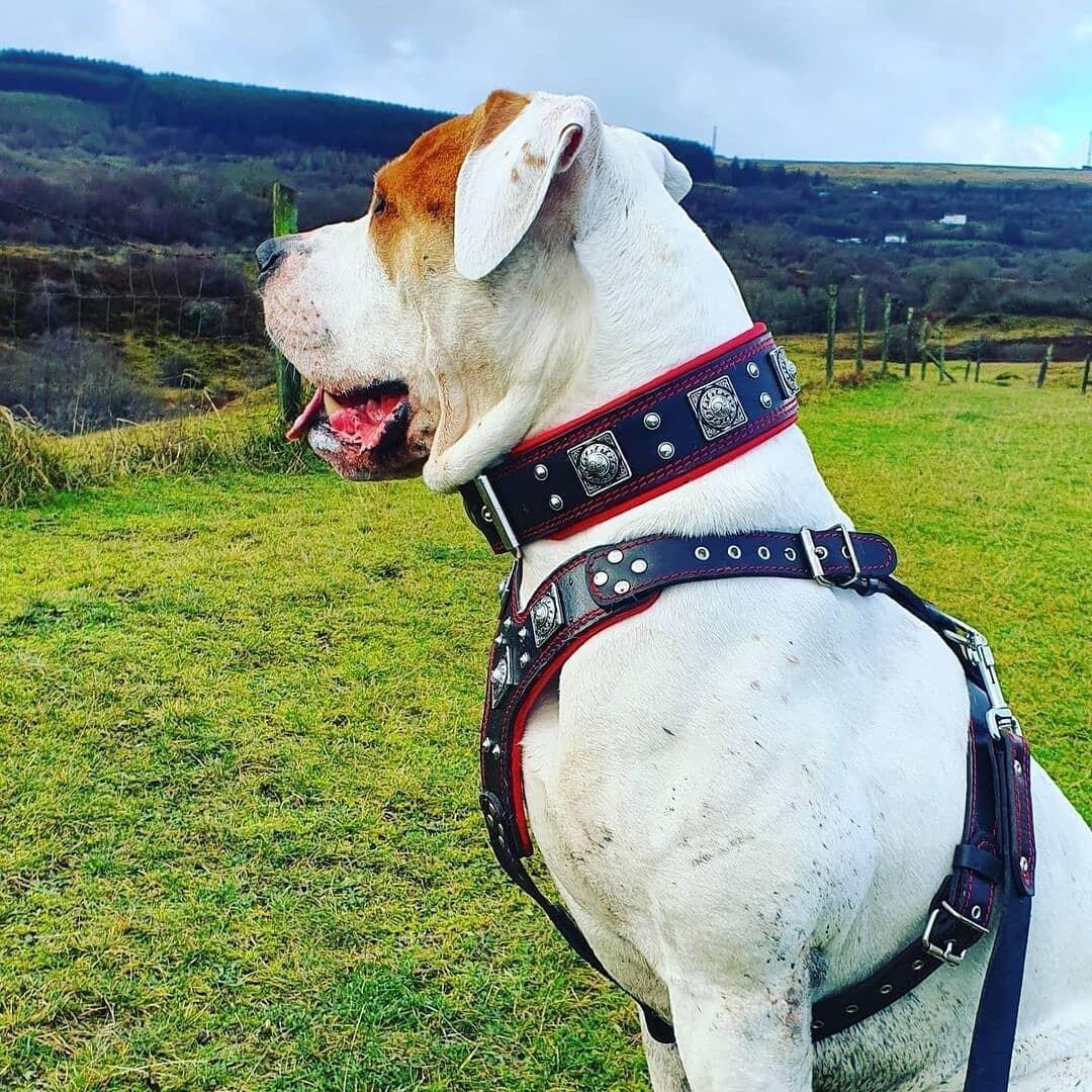 "Eros" Big Dog SET- Harness - Collar - Lead. Black & Red