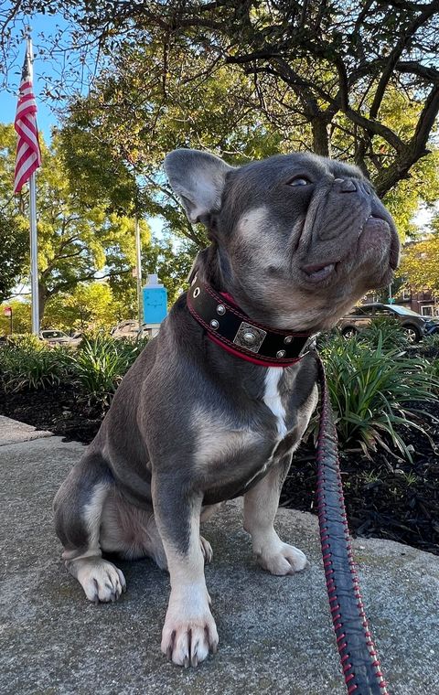 The "Eros" Collar 2-inch Wide