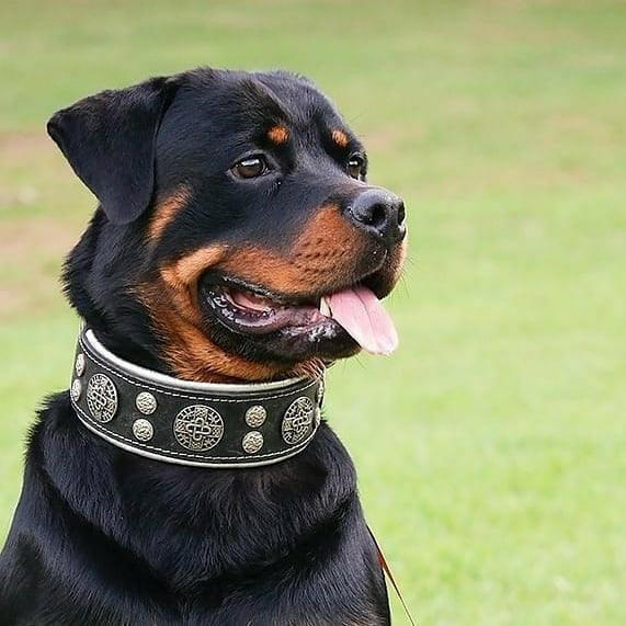 "Hektor" Dog Collar