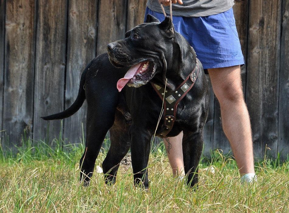 The "Eros" Dog Harness. Black & Red