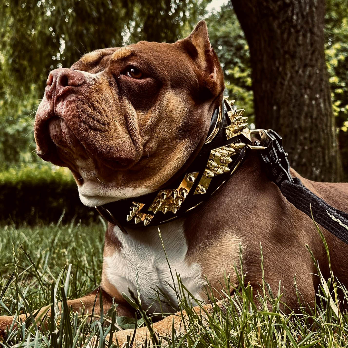 The "Midas" Dog Collar. Gold