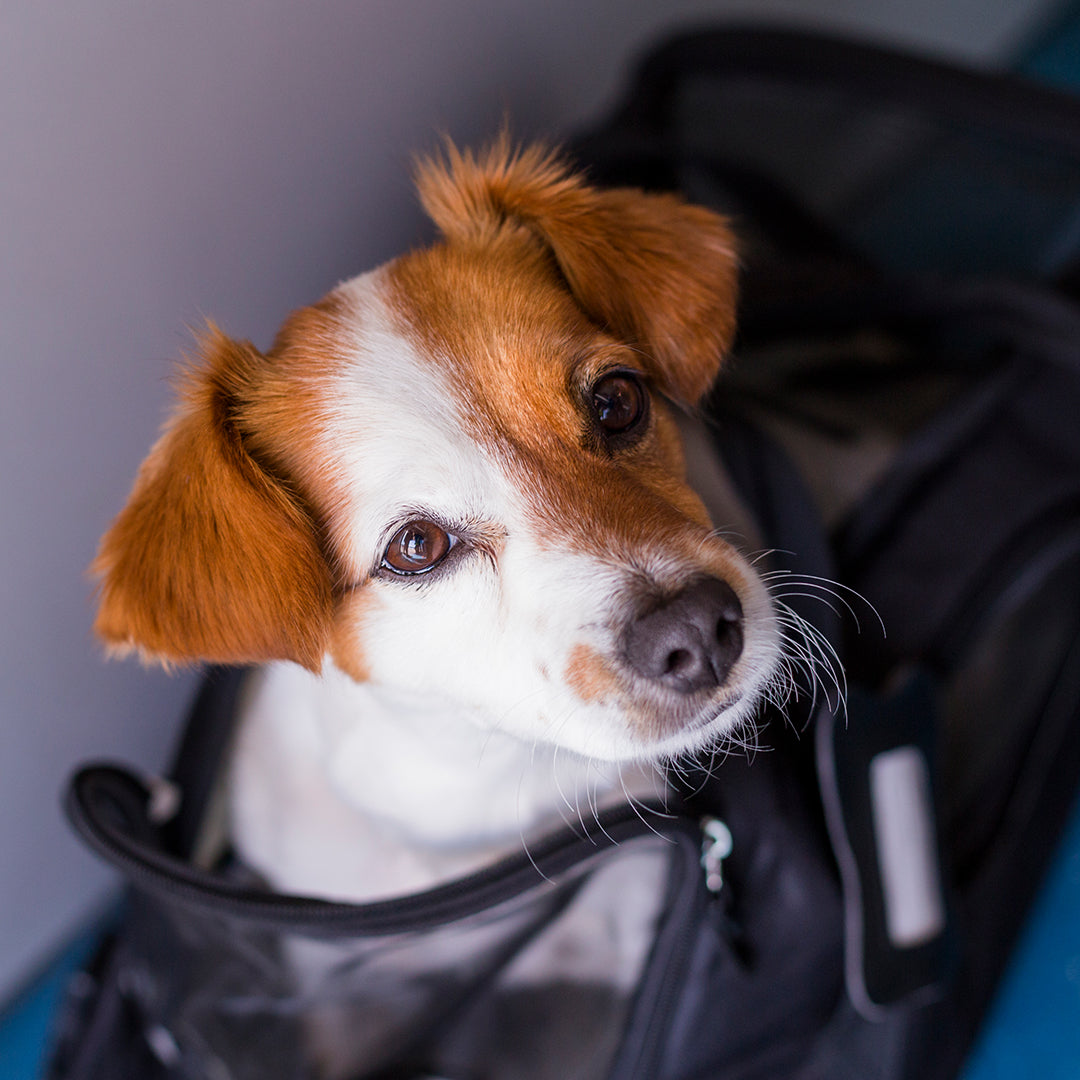 traveling with pets