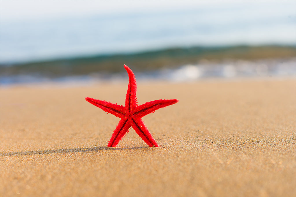starfish on the beach of Florida