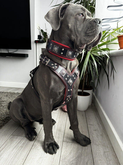 "Eros" Big Dog SET- Harness - Collar - Lead. Black & Red