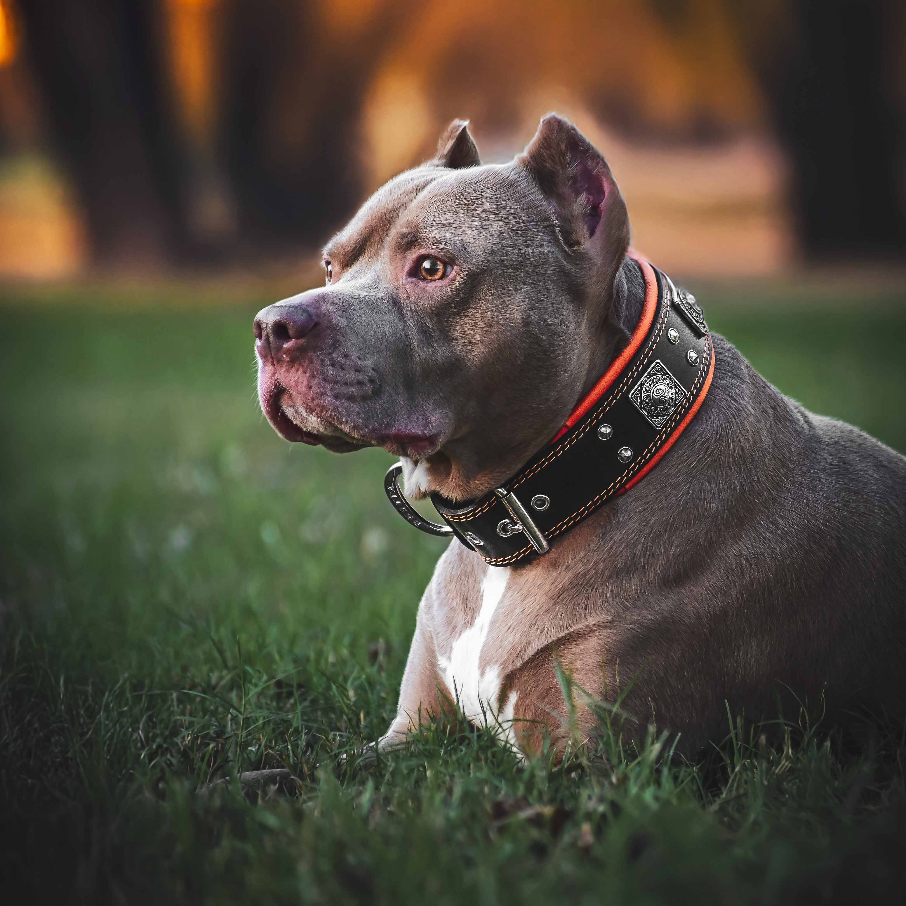 The "Eros" Dog Collar 2.5-inch Wide. Black & Orange