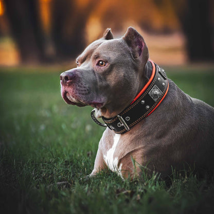 The "Eros" Dog Collar 2.5-inch Wide. Black & Orange