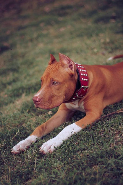 The "Star" Dog SET - Collar & Leash. Red