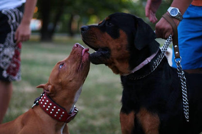 The "Star" Dog SET - Collar & Leash. Red