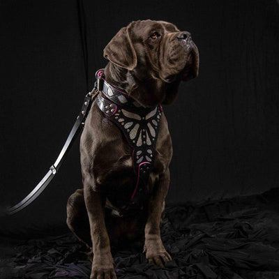 The "Ariel" Dog Collar