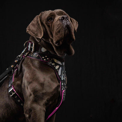 The "Ariel" Dog Collar