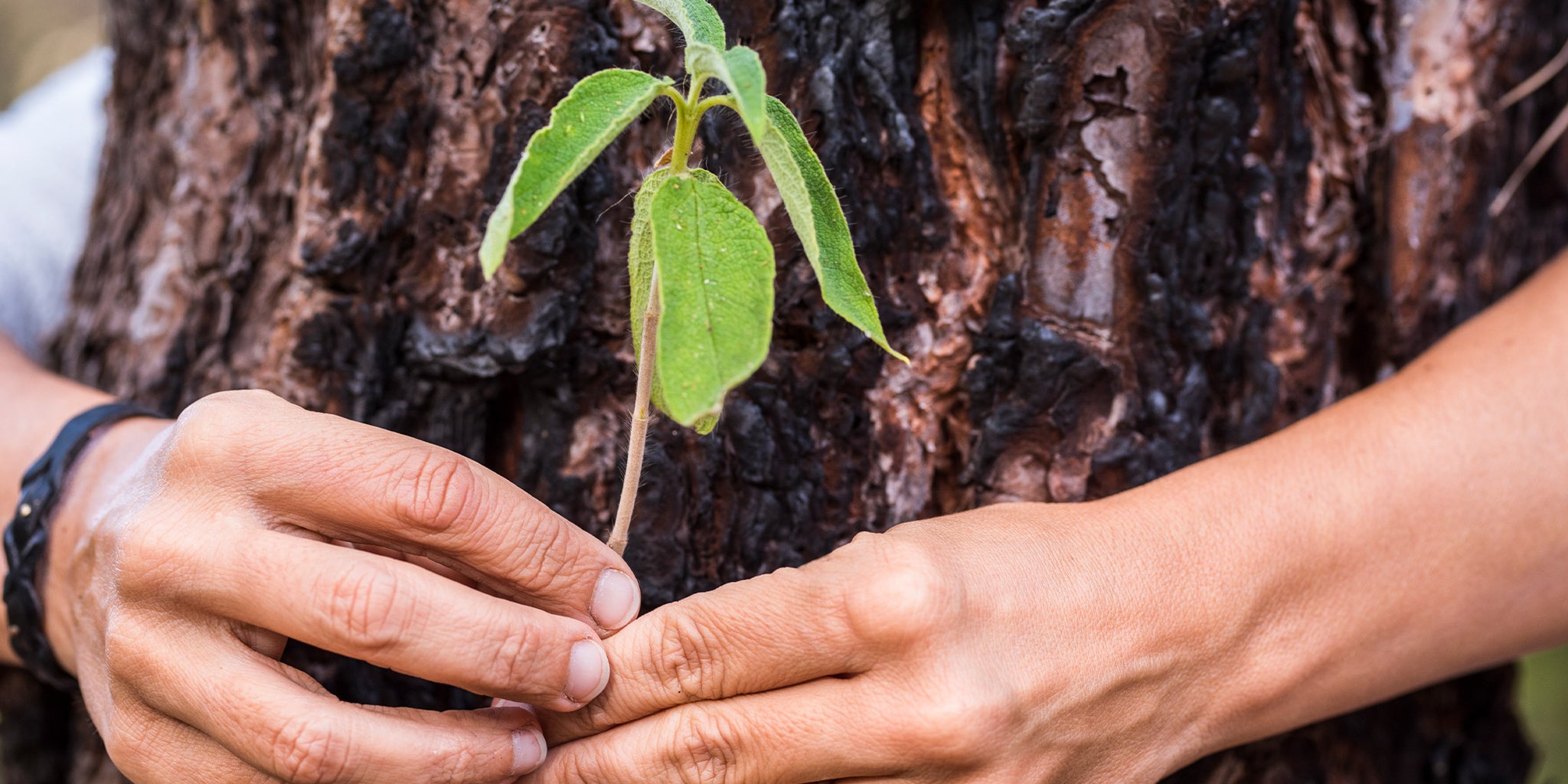 Cargar video: Carbon Neutral Initiative Video