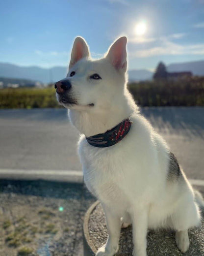 The "Haunted" Dog Collar LIMITED