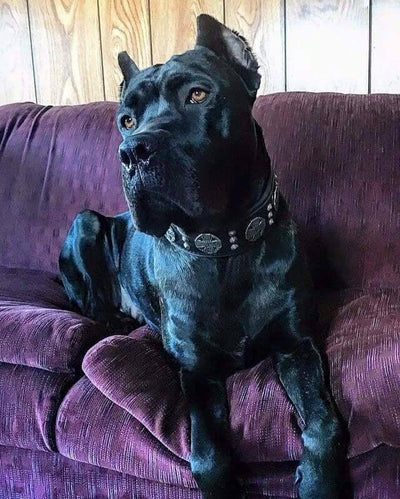 "Maximus Silver" Big Dog SET- Harness - Collar - Lead. Black