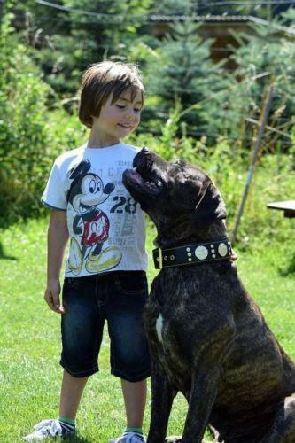The "Maximus" Dog Collar 2.5-inch Wide. Black & Gold