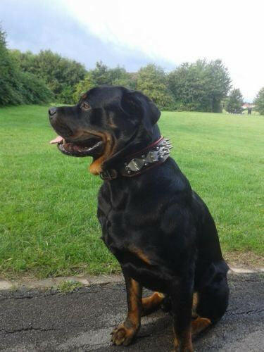 The "Steel" Dog Set