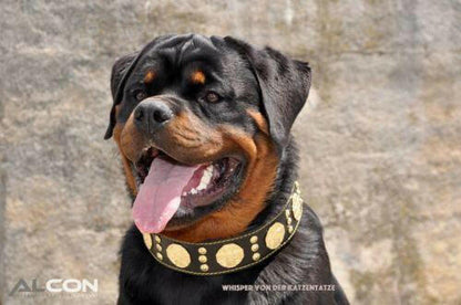 The "Maximus" Dog Collar 2.5-inch Wide. Black & Gold