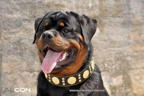 The "Maximus" Dog Collar 2.5-inch Wide. Black & Gold