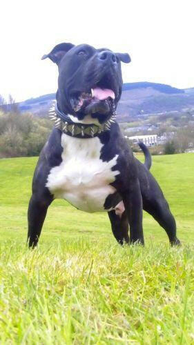 The "Steel" Dog Set
