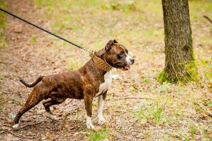 The "Crown" Dog Collar
