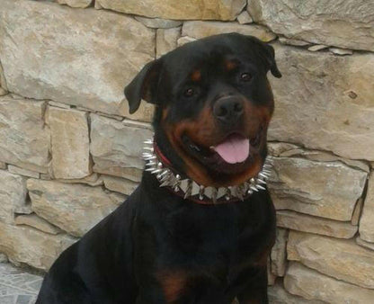 The "Steel" Dog Set