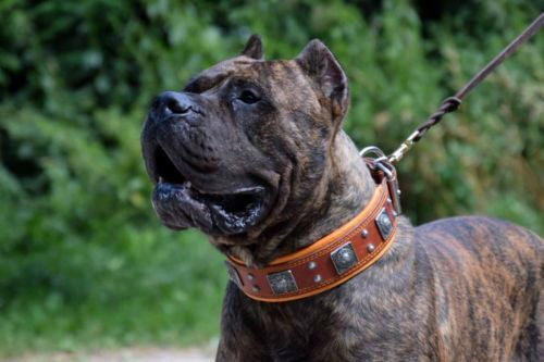 The "Eros" Dog Collar 2.5-inch Wide. Brown