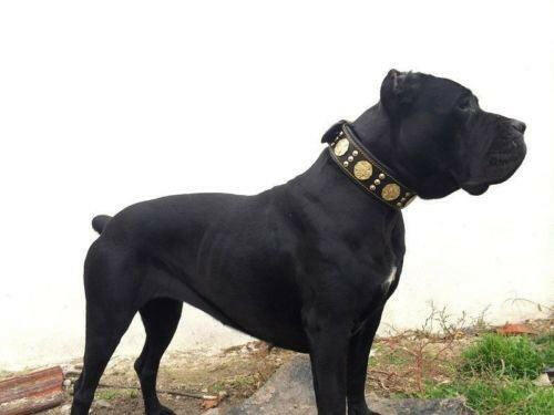The "Maximus" Dog Collar 2.5-inch Wide. Black & Gold