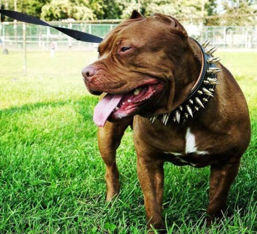 The "Big Boy" Dog Collar
