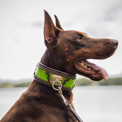 The ''Venom'' Dog Collar