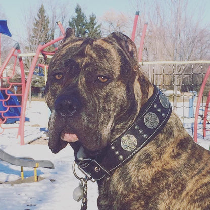 "Maximus Silver" Big Dog SET- Harness - Collar - Lead. Black