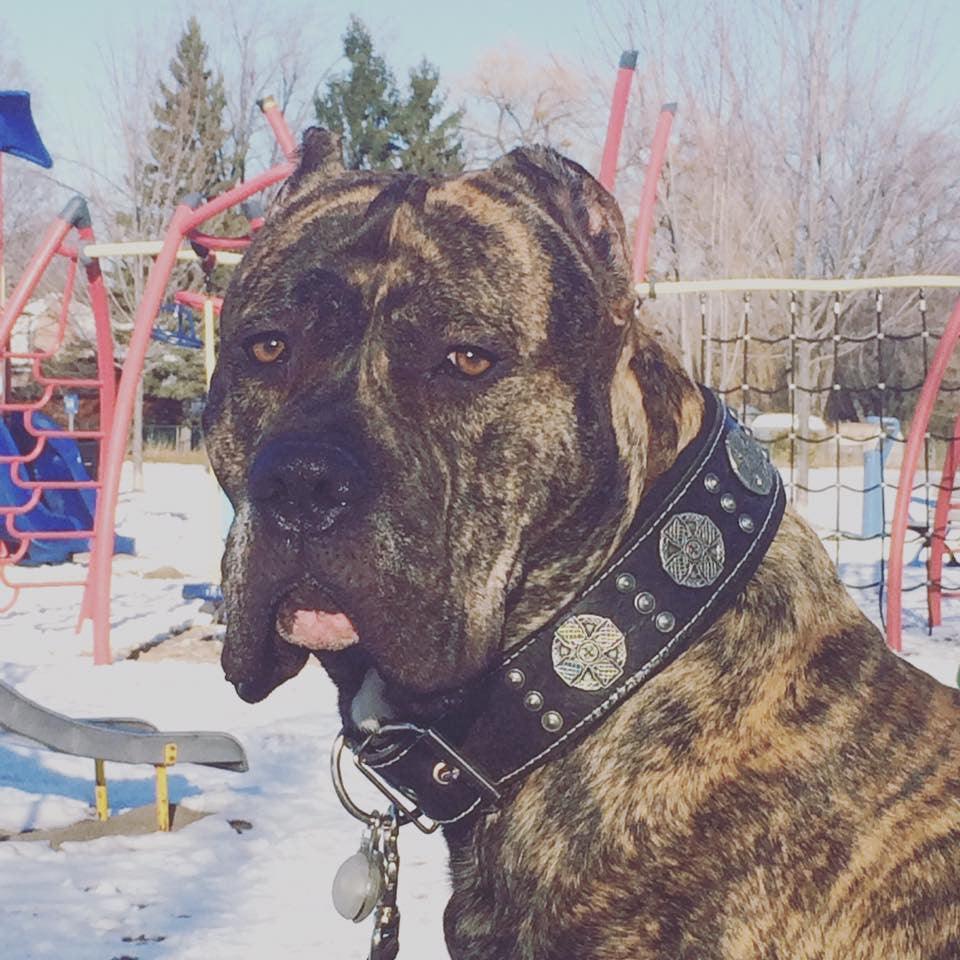 "Maximus Silver" Big Dog SET- Harness - Collar - Lead. Black