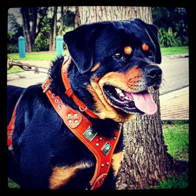 The "Eros" Dog Harness. Brown