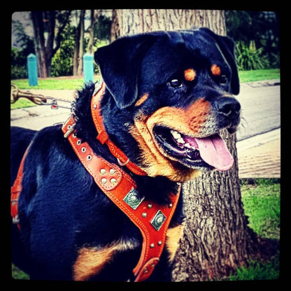 The "Eros" Dog Harness. Brown