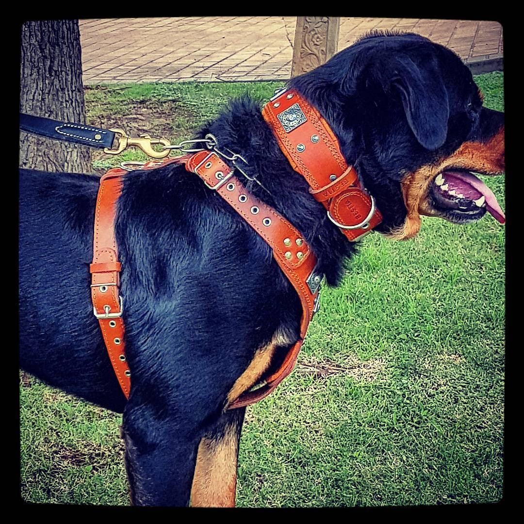 The "Eros" Dog Harness. Brown