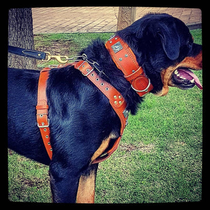 The "Eros" Dog Harness. Brown