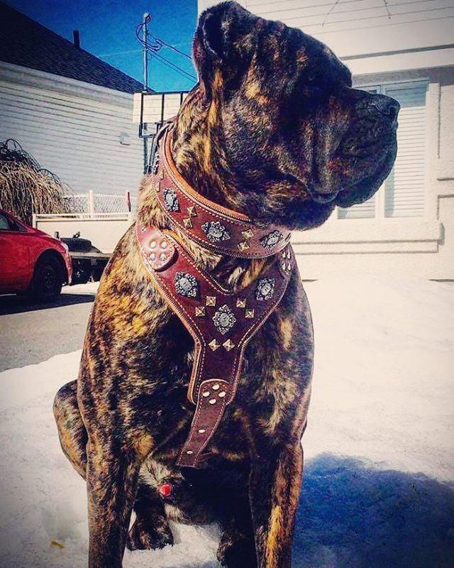 The "Aztec" Big Dog Harness. Brown