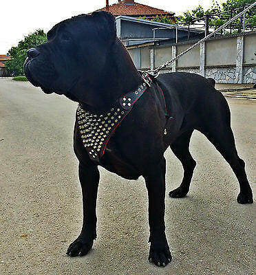 The "Gladiator" Dog Harness